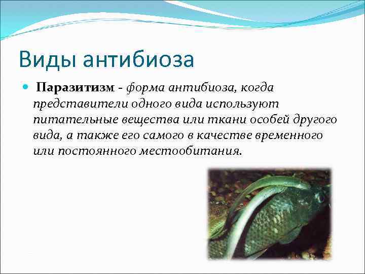 Виды антибиоза Паразитизм - форма антибиоза, когда представители одного вида используют питательные вещества или