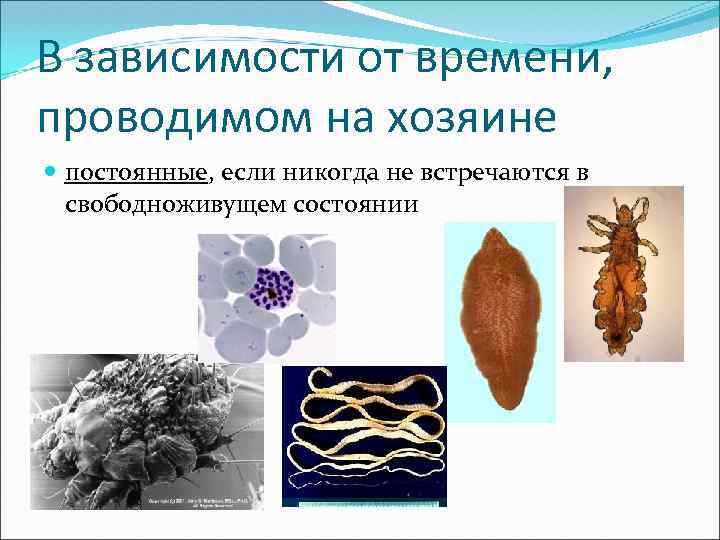 В зависимости от времени, проводимом на хозяине постоянные, если никогда не встречаются в свободноживущем