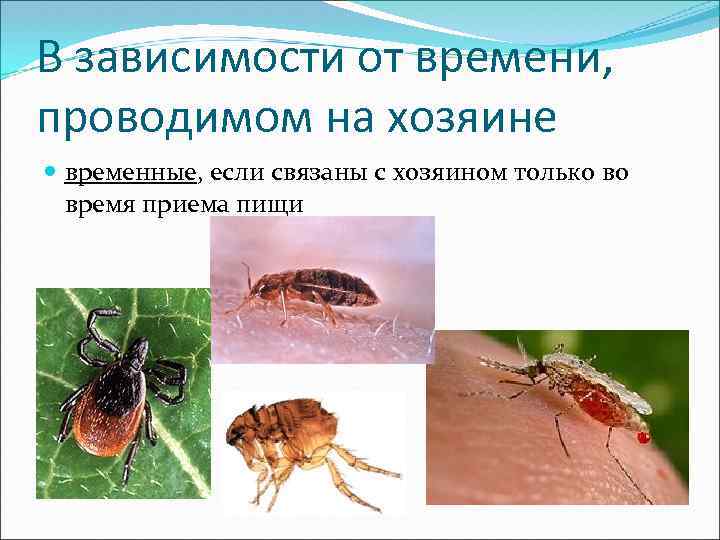 В зависимости от времени, проводимом на хозяине временные, если связаны с хозяином только во