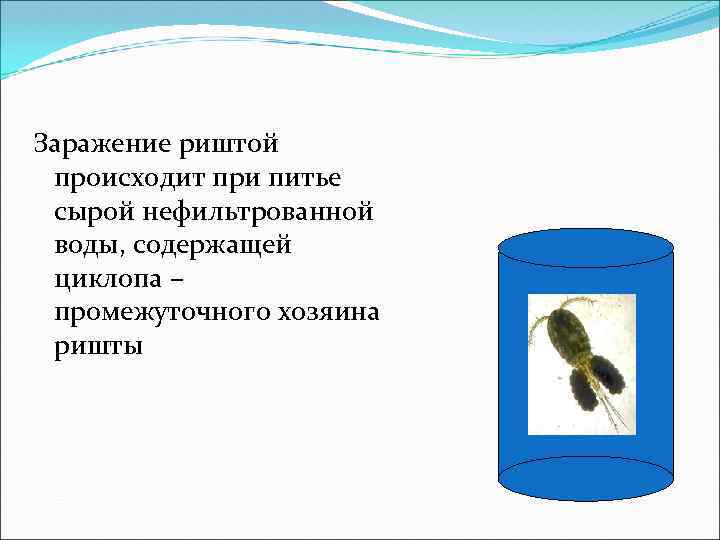 Заражение риштой происходит при питье сырой нефильтрованной воды, содержащей циклопа – промежуточного хозяина ришты