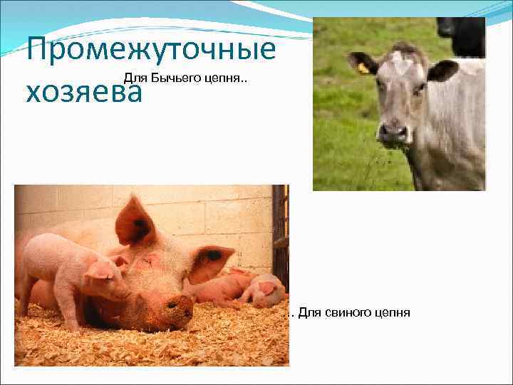 Промежуточные хозяева Для Бычьего цепня. . … Для свиного цепня 