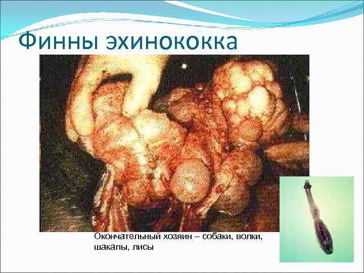 Финны эхинококка Окончательный хозяин – собаки, волки, шакалы, лисы 