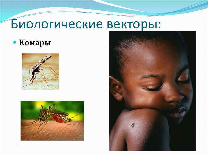 Биологические векторы: Комары 