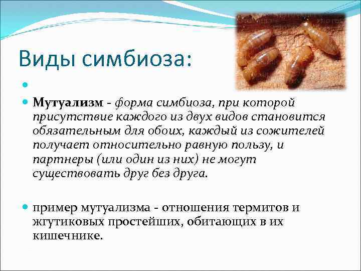 Виды симбиоза: Мутуализм - форма симбиоза, при которой присутствие каждого из двух видов становится