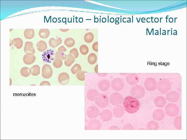 Mosquito – biological vector for Malaria Ring stage merozoites 