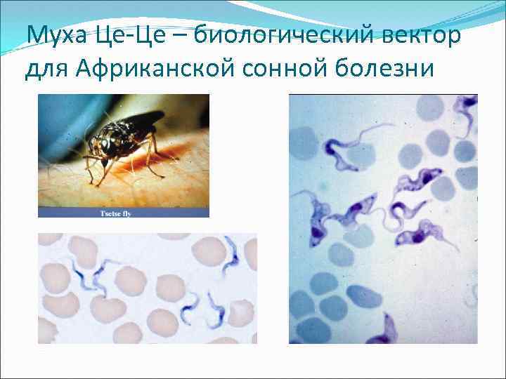 Медицинская паразитология презентация