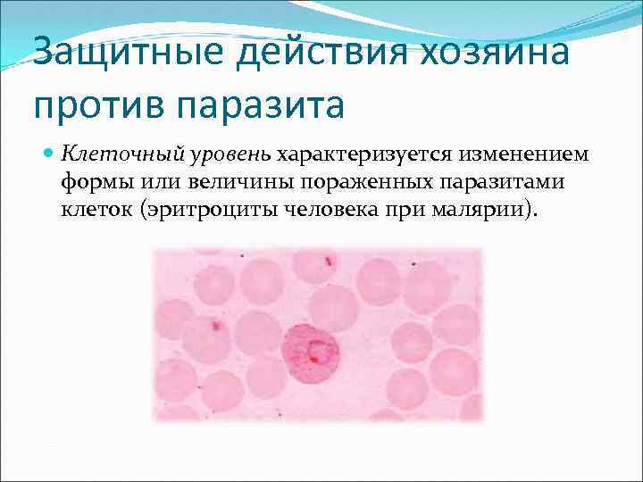 Защитные действия хозяина против паразита Клеточный уровень характеризуется изменением формы или величины пораженных паразитами