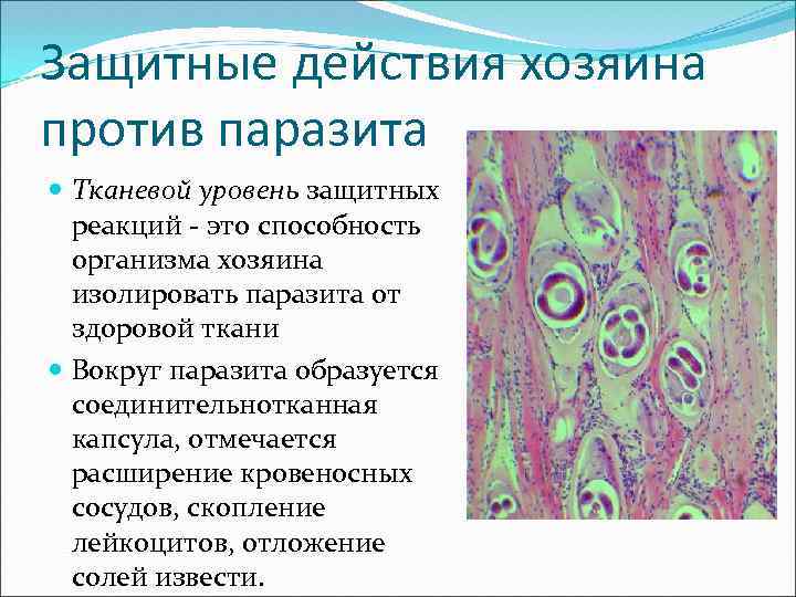 Защитные действия хозяина против паразита Тканевой уровень защитных реакций - это способность организма хозяина