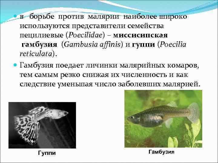  в борьбе против малярии наиболее широко используются представители семейства пецилиевые (Poecilidae) – миссисипская