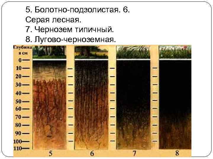 Виды почв слои почвы. Профиль типичного чернозема почвы. Чернозем, серые Лесные, дерново-подзолистые,. Почвенный Горизонт лугово черноземные.