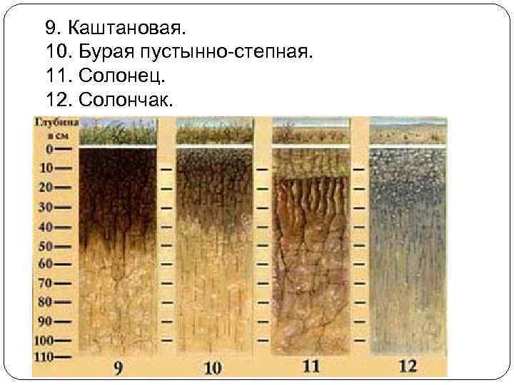 9. Каштановая. 10. Бурая пустынно-степная. 11. Солонец. 12. Солончак. 