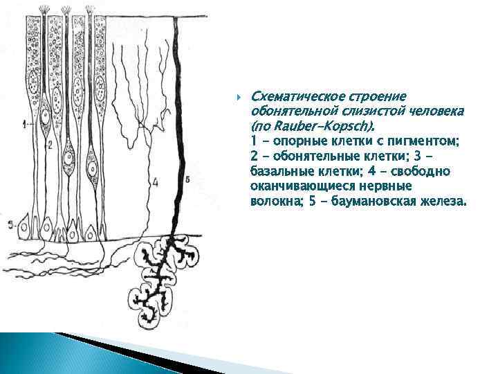  Схематическое строение обонятельной слизистой человека (по Rauber-Kopsch). 1 - опорные клетки с пигментом;