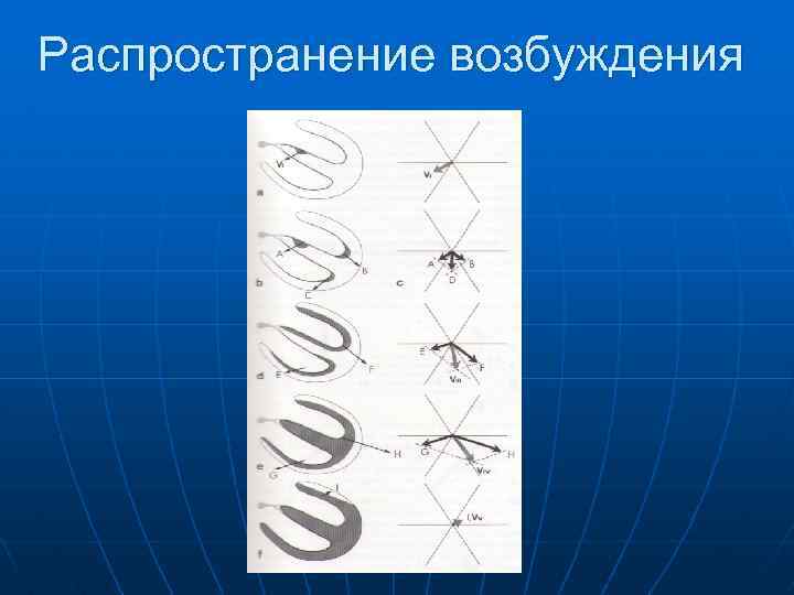 Распространение возбуждения 