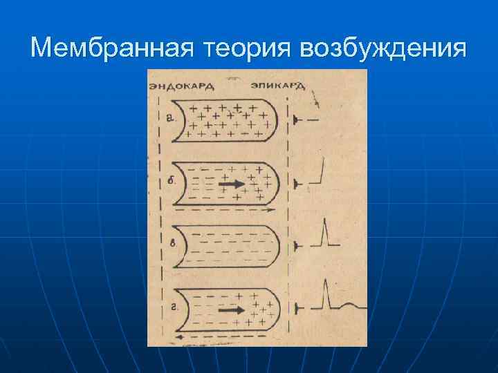Мембранная теория возбуждения 