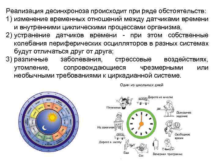 Значение биоритмов десинхроноз презентация