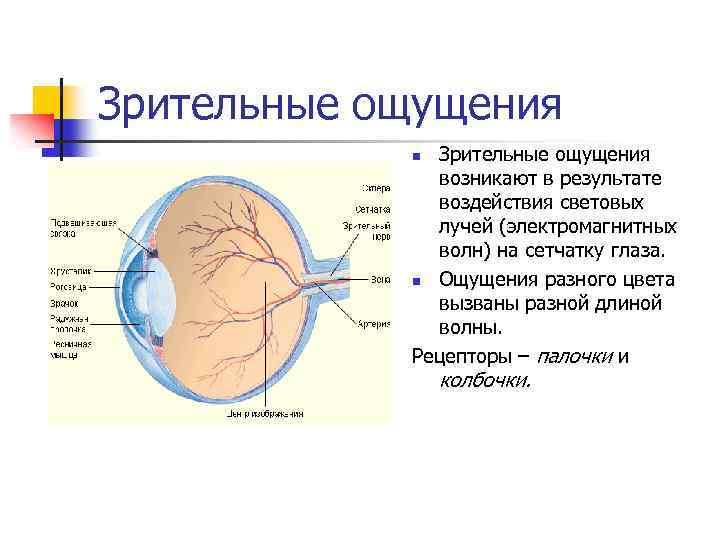 Зрительные ощущения возникают в результате воздействия световых лучей (электромагнитных волн) на сетчатку глаза. n