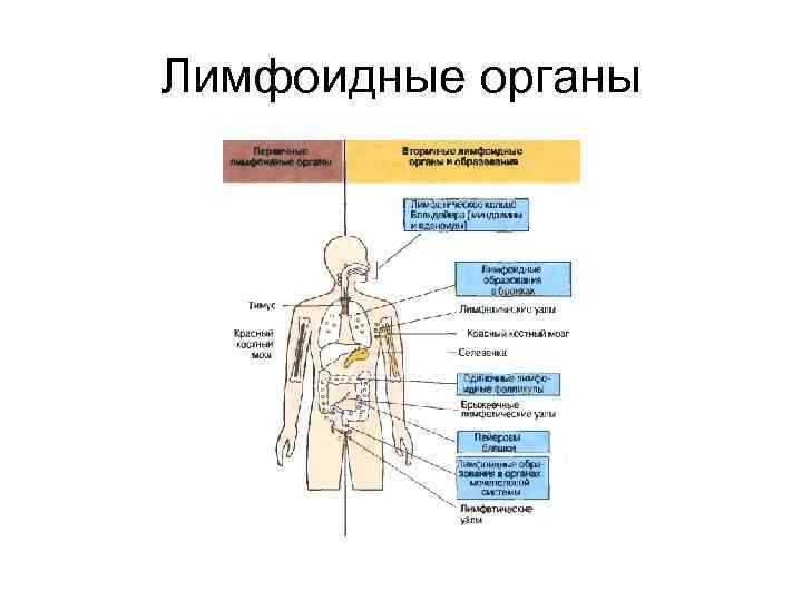 Лимфоидные органы 