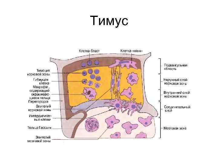 Тимус источник развития общий план строения функция