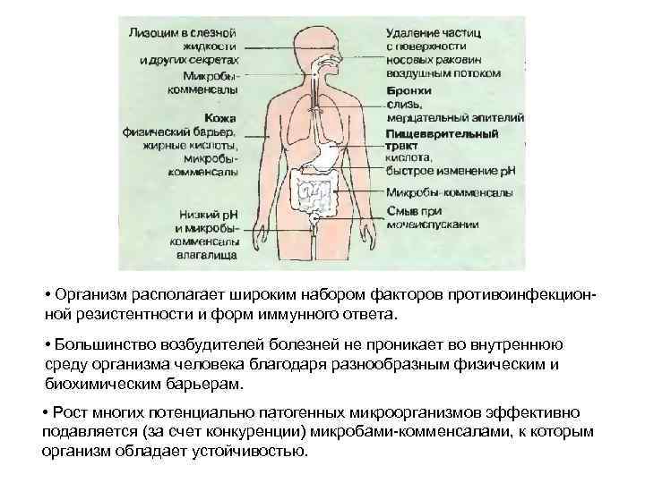  • Организм располагает широким набором факторов противоинфекционной резистентности и форм иммунного ответа. •