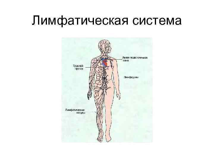 Лимфатическая система 