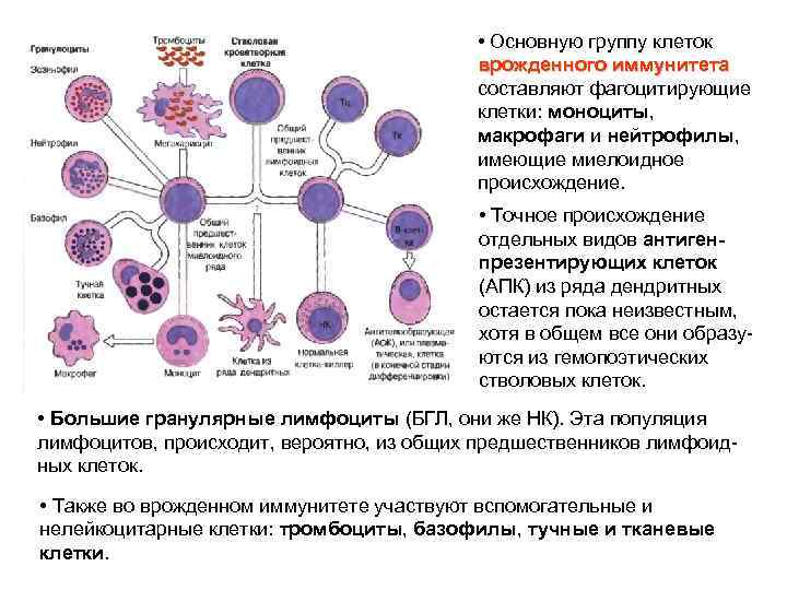  • Основную группу клеток врожденного иммунитета составляют фагоцитирующие клетки: моноциты, макрофаги и нейтрофилы,