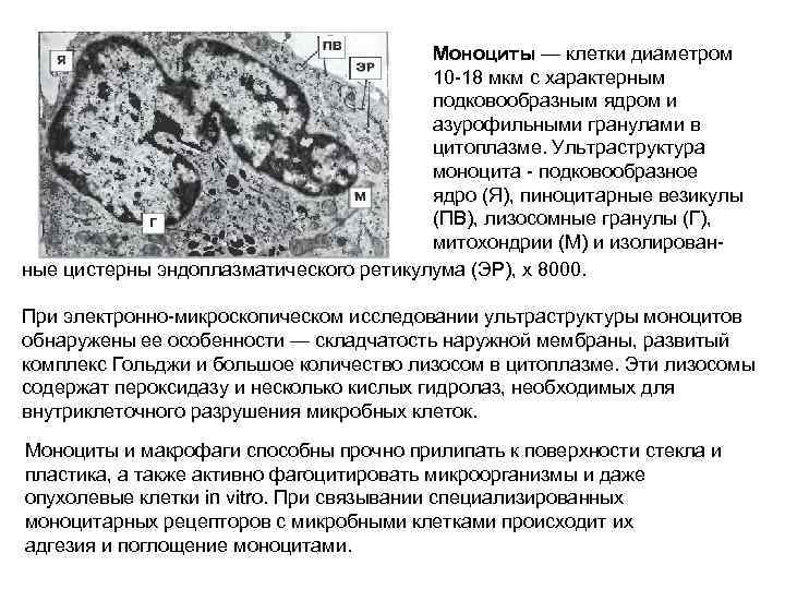 Моноциты — клетки диаметром 10 -18 мкм с характерным подковообразным ядром и азурофильными гранулами