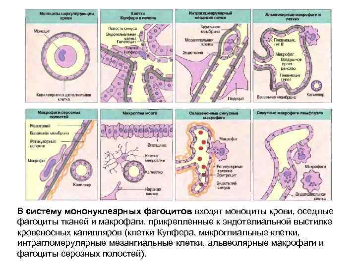 В систему мононуклеарных фагоцитов входят моноциты крови, оседлые фагоциты тканей и макрофаги, прикрепленные к