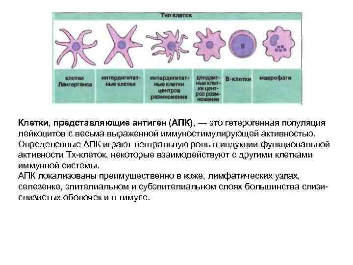 Клетки, представляющие антиген (АПК), — это гетерогенная популяция лейкоцитов с весьма выраженной иммуностимулирующей активностью.