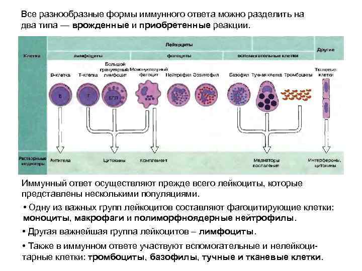 Все разнообразные формы иммунного ответа можно разделить на два типа — врожденные и приобретенные
