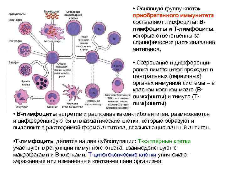 Характеристика первых клеток. Схема дифференцировки клеток иммунной системы человека. Клетки иммунной системы т и в лимфоциты. Клетки иммунной системы, продуцирующие иммуноглобулины:. Этапы дифференцировки макрофагов иммунология.