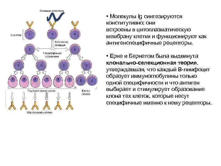  • Молекулы Ig синтезируются конститутивно; они встроены в цитоплазматическую мембрану клетки и функционируют