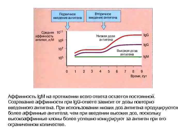 Аффинность Ig. M на протяжении всего ответа остается постоянной. Созревание аффинности при lg. G-ответе