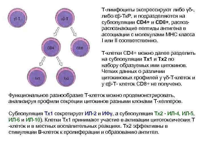 Т-лимфоциты экспрессируют либо γδ-, либо αβ-Тк. Р, и подразделяются на субпопуляции CD 4+ и
