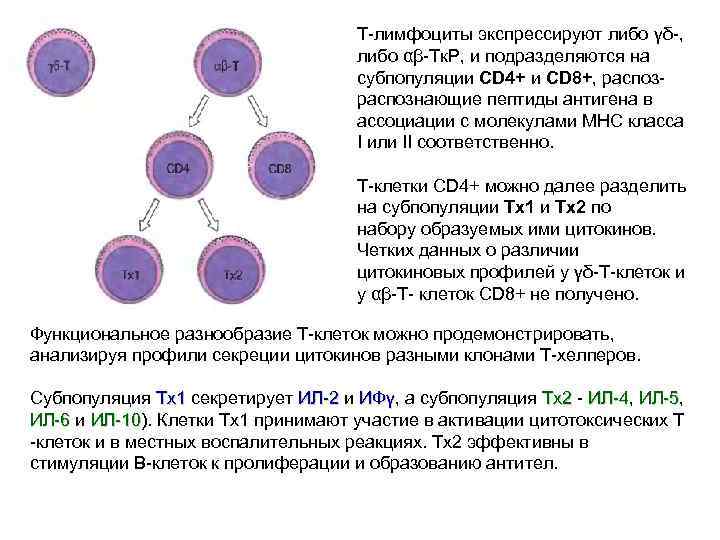 Cd т лимфоцитов. Cd4 и cd8 лимфоциты. Cd4+ клетки. Cd8 цитотоксические клетки.