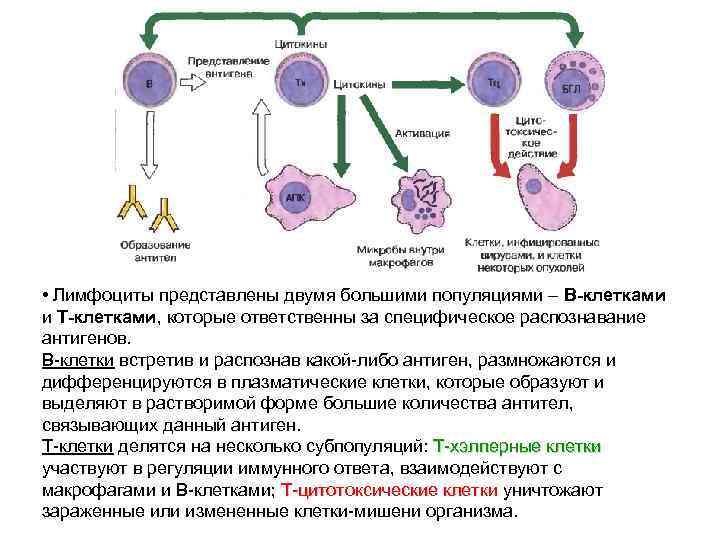  • Лимфоциты представлены двумя большими популяциями – В-клетками и Т-клетками, которые ответственны за