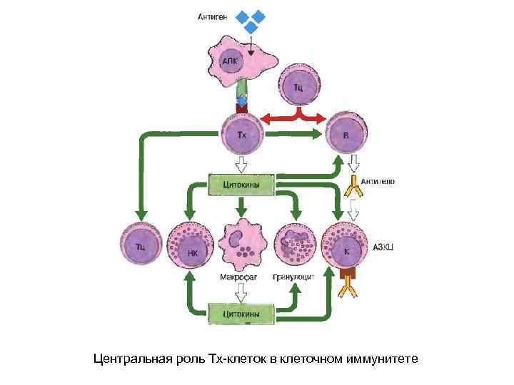 Центральная роль Тх-клеток в клеточном иммунитете 