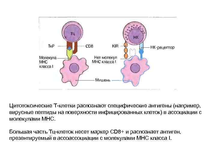 Цитотоксические Т-клетки распознают специфические антигены (например, вирусные пептиды на поверхности инфицированных клеток) в ассоциации