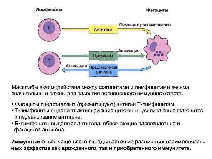 Масштабы взаимодействия между фагоцитами и лимфоцитами весьма значительны и важны для развития полноценного иммунного