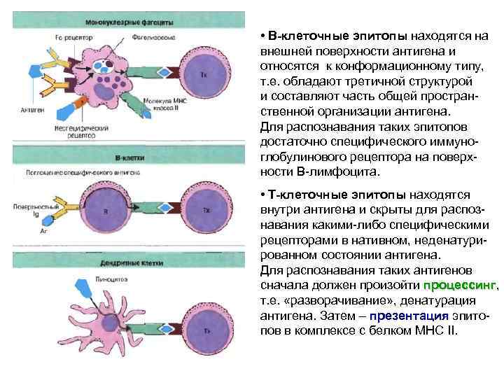  • В-клеточные эпитопы находятся на внешней поверхности антигена и относятся к конформационному типу,