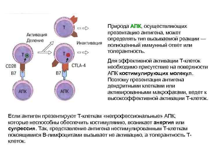 Природа АПК, осуществляющих АПК презентацию антигена, может определять тип вызываемой реакции — полноценный иммунный