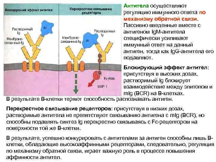 Антитела осуществляют Антитела регуляцию иммунного ответа по механизму обратной связи Пассивно введенные вместе с