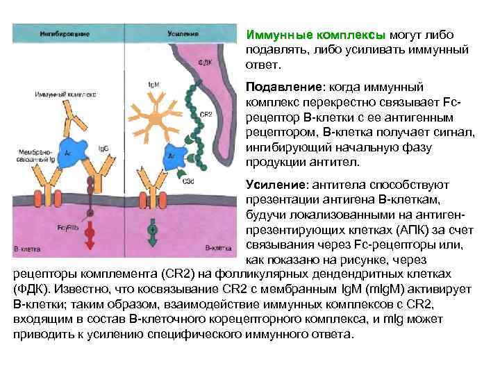 Иммунный ответ белки. Иммунный комплекс. Механизм образования иммунных комплексов.. Большой иммунный комплекс это. Состав иммунного комплекса.
