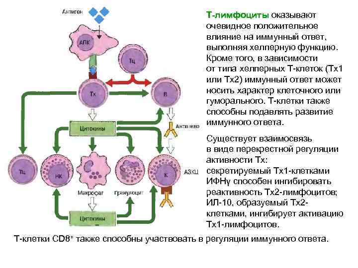 Т-лимфоциты оказывают Т-лимфоциты очевидное положительное влияние на иммунный ответ, выполняя хелперную функцию. Кроме того,