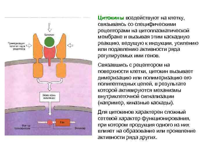 Цитокины воздействуют на клетку, Цитокины связываясь со специфическими рецепторами на цитоплазматической мембране и вызывая