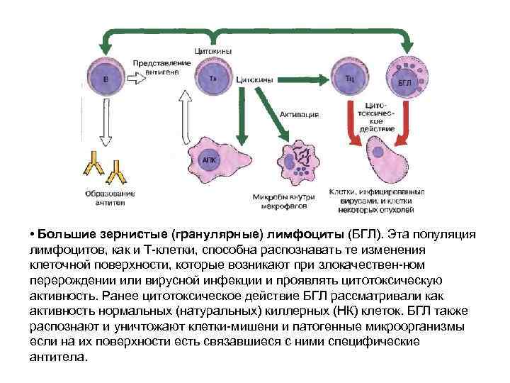  • Большие зернистые (гранулярные) лимфоциты (БГЛ). Эта популяция лимфоцитов, как и Т-клетки, способна