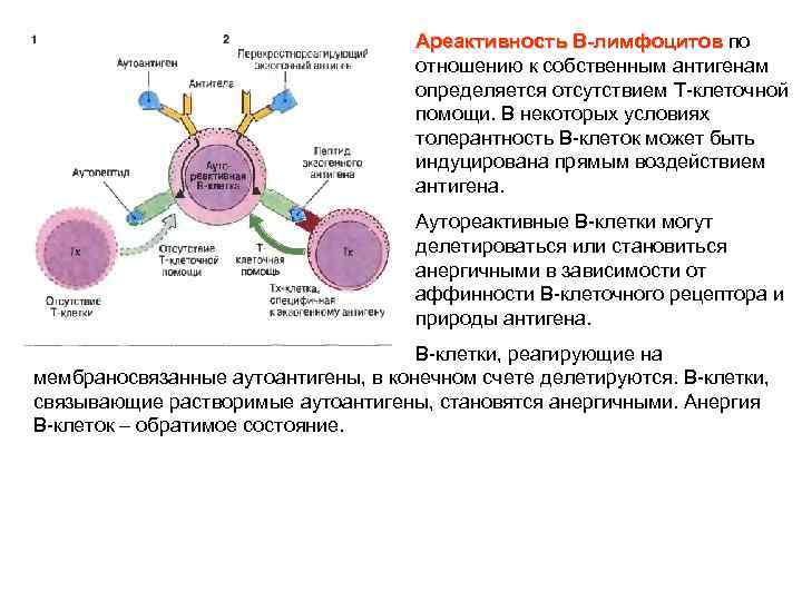 Ареактивность В-лимфоцитов по В-лимфоцитов отношению к собственным антигенам определяется отсутствием Т-клеточной помощи. В некоторых