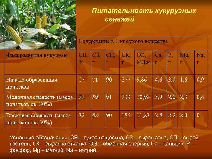 Питательность кукурузных сенажей Содержание в 1 кг сухого вещества Фаза развития кукурузы СВ, СЗ,