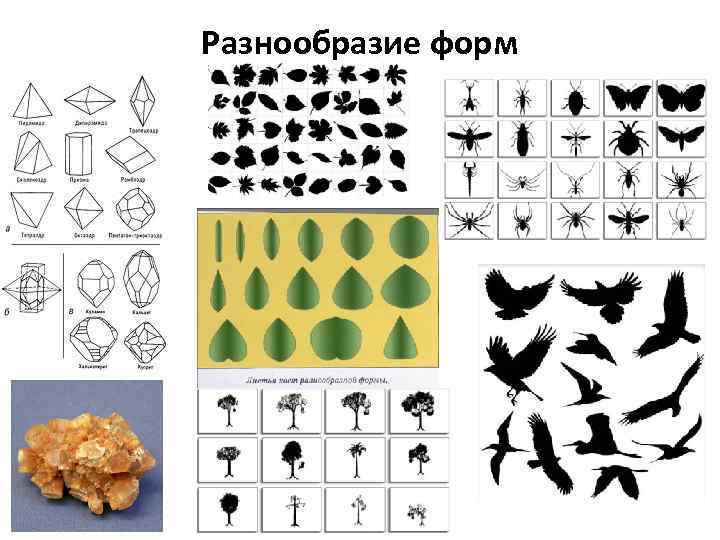 Разнообразие форм 