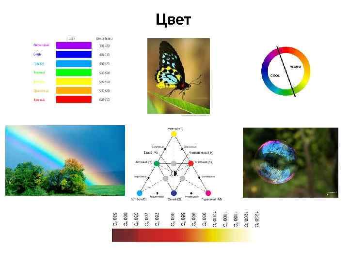 Цвет 