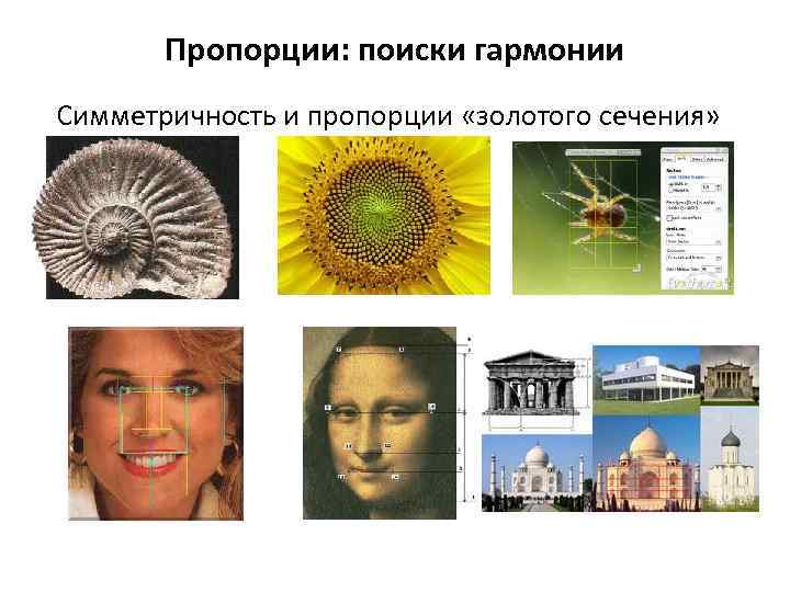 Пропорции: поиски гармонии Симметричность и пропорции «золотого сечения» 